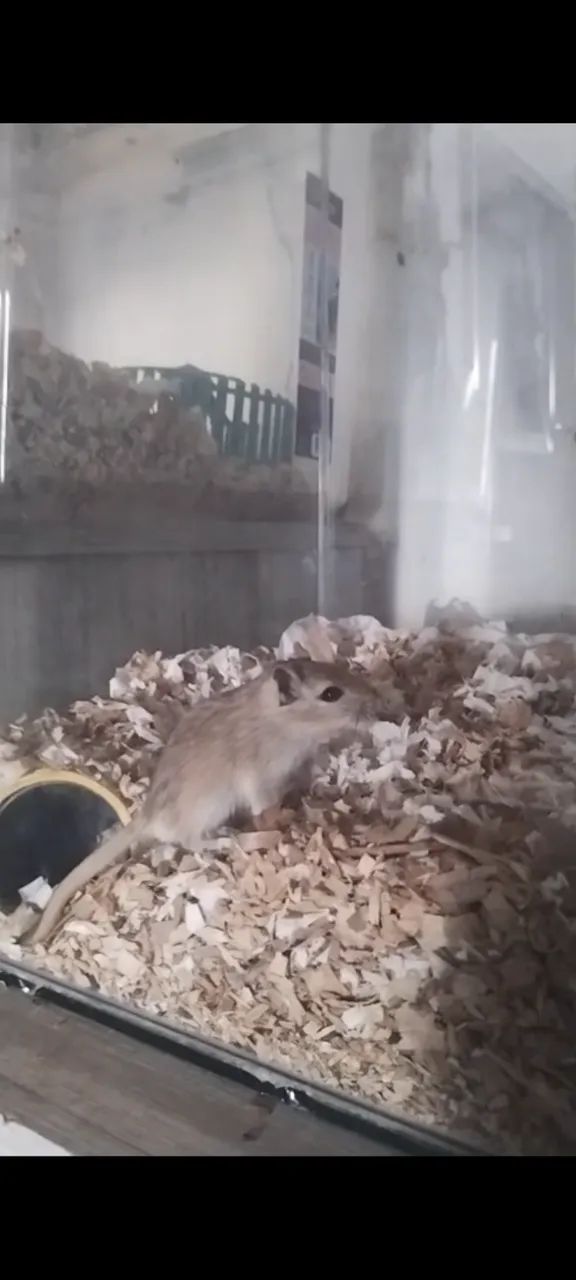 Filhotes de gerbil valor de atacado - Foto 2