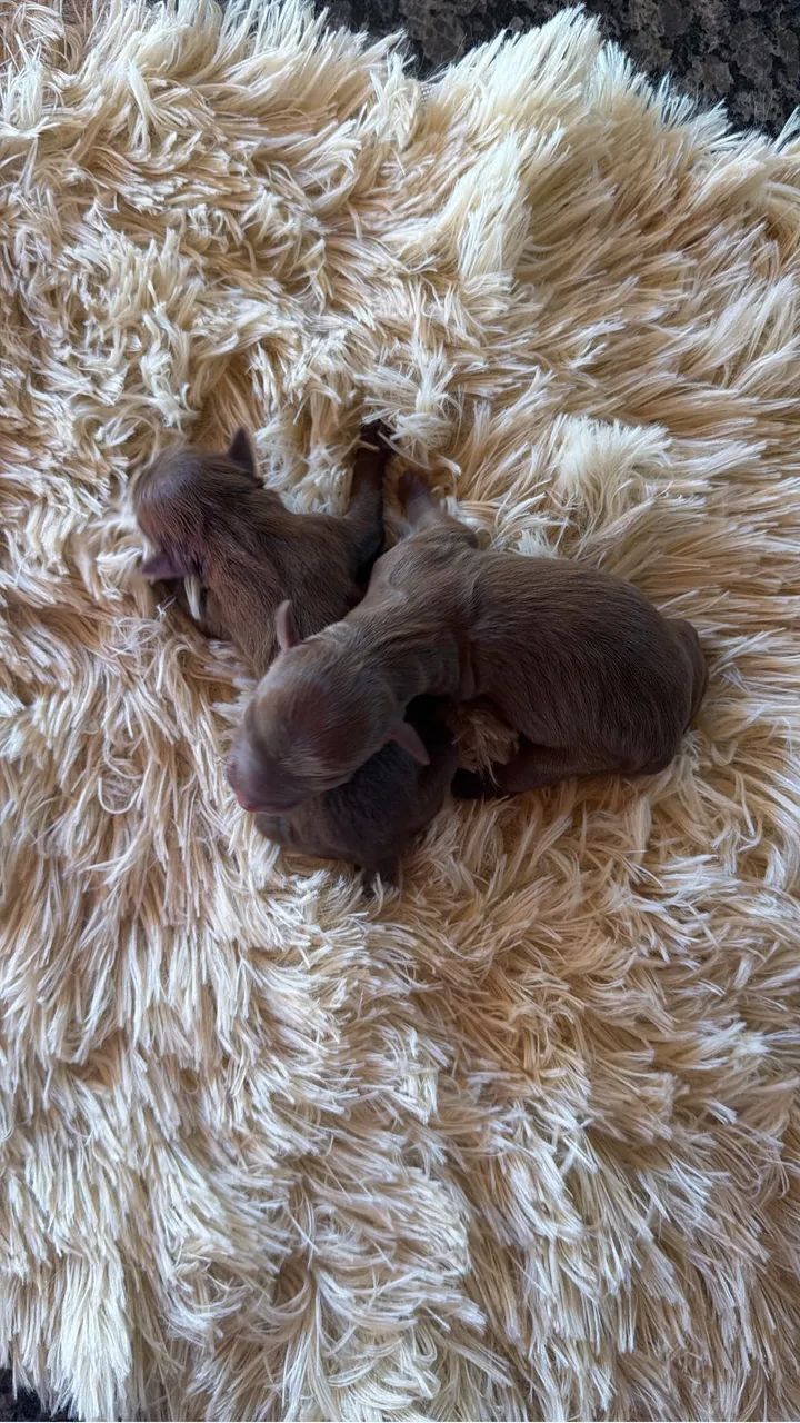 Pinscher zero  - Foto 2