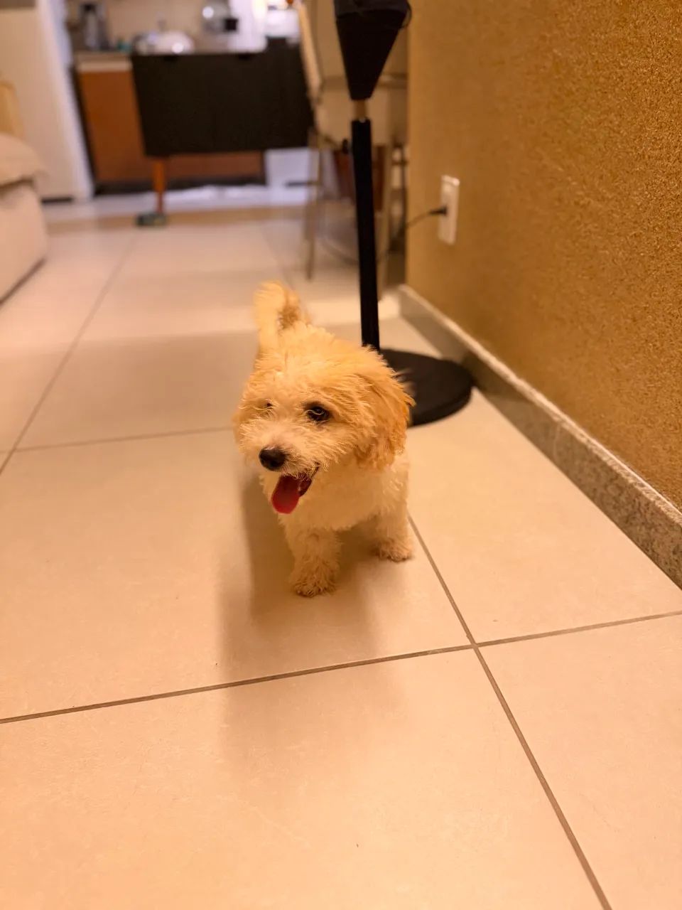 Poodle  - Foto 2