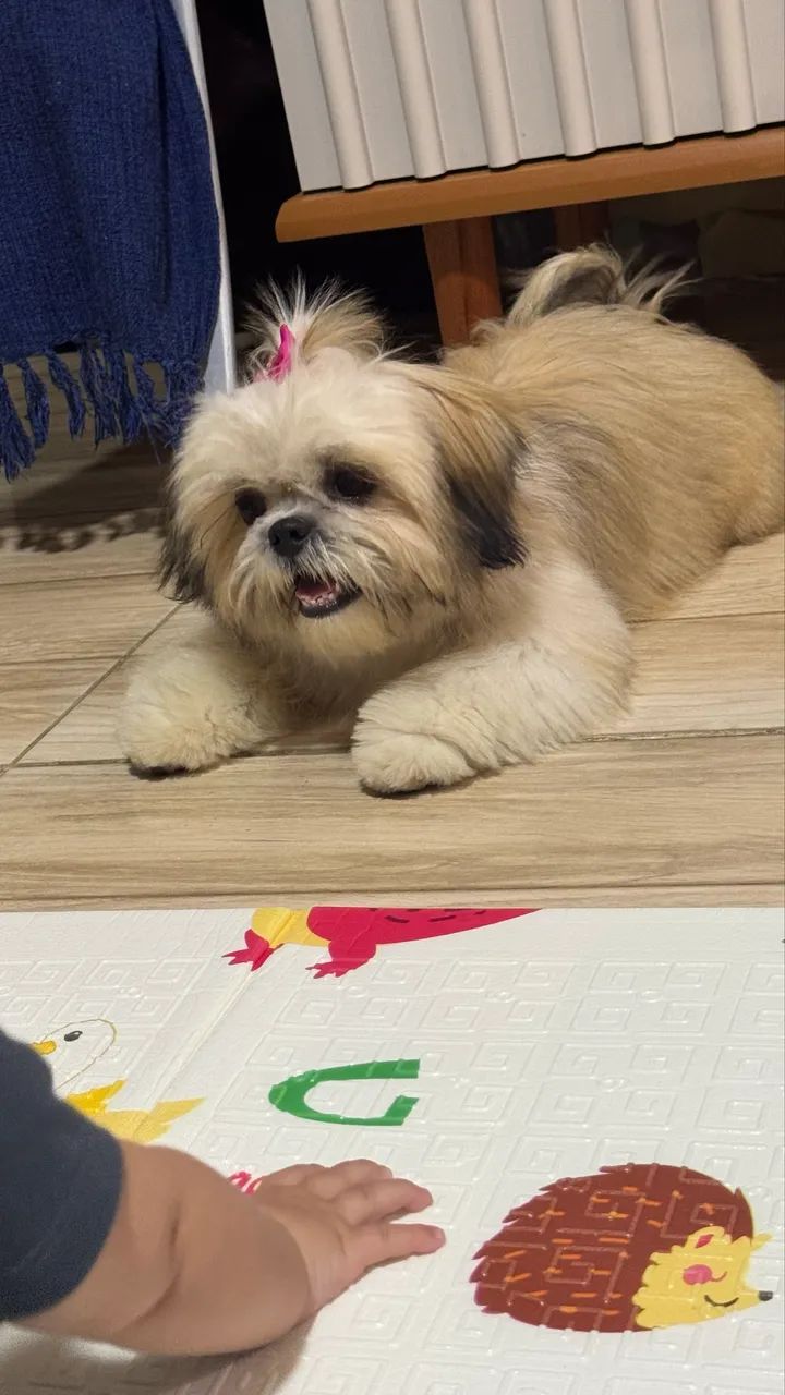 Vendo cachorro 