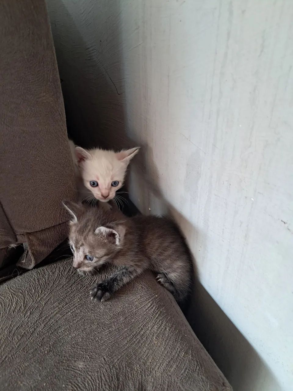 Doação responsável  - Foto 3