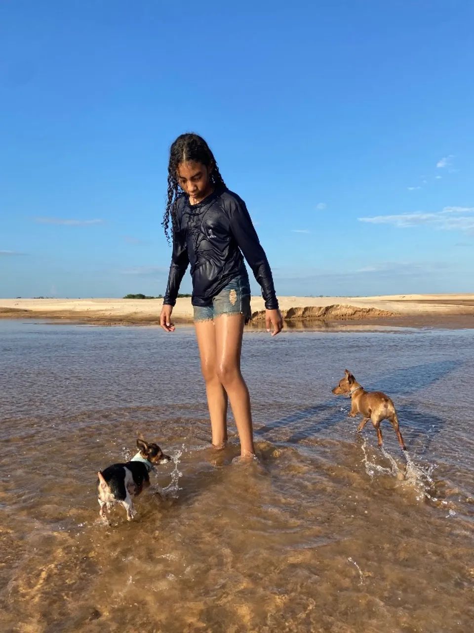 Filhote Pinscher  - Foto 4