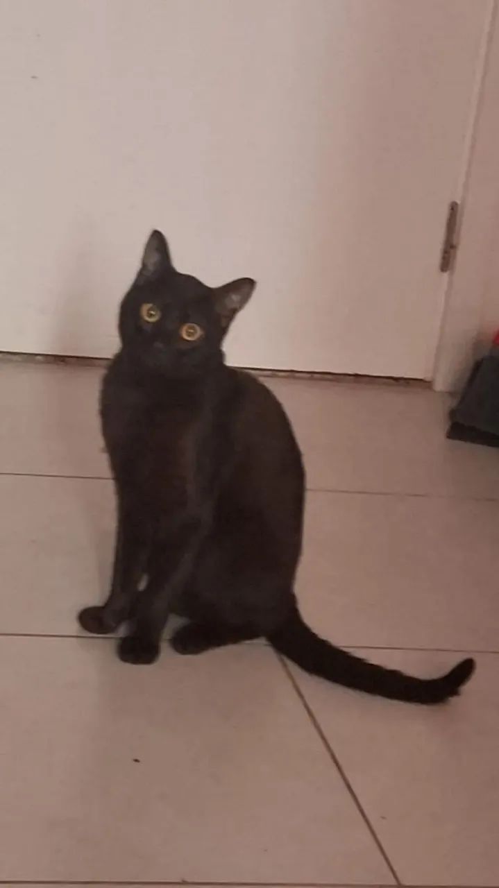 Gato macho  - Foto 4