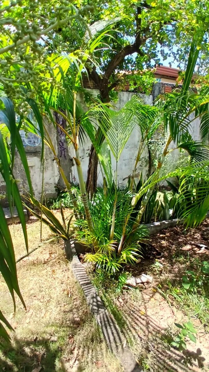 Palmeira areca - Foto 4