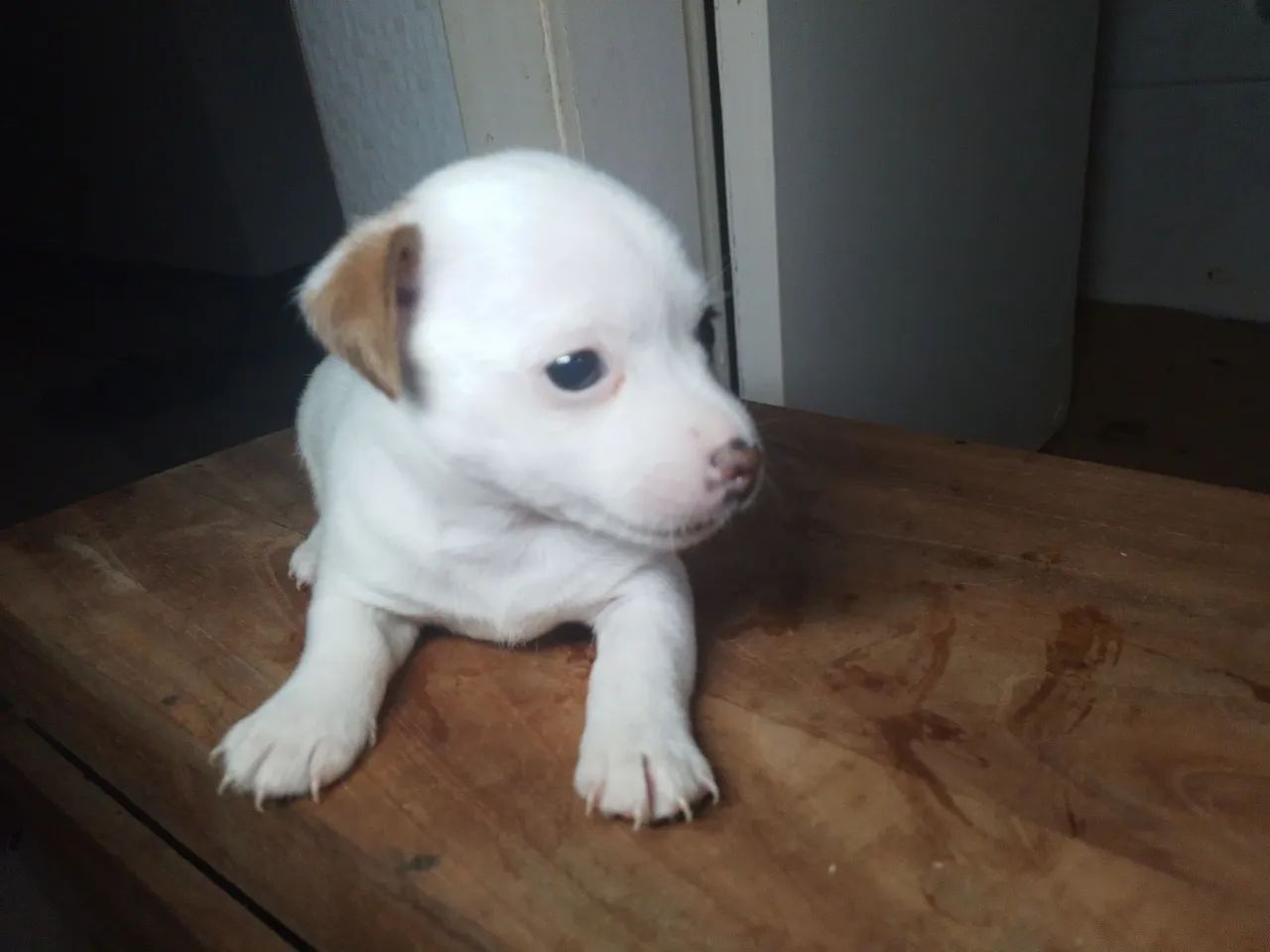 Jack russell terrier  - Foto 4