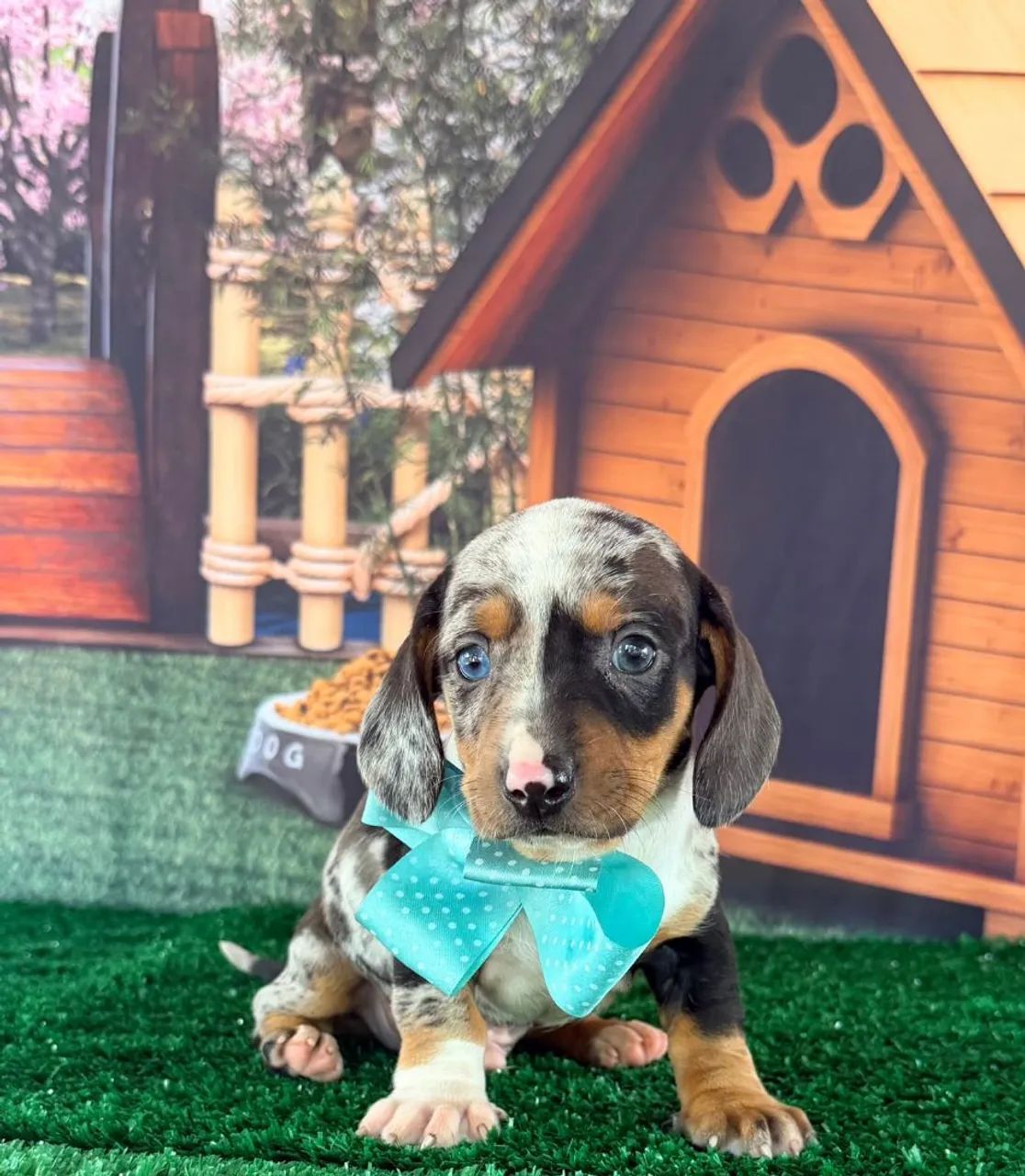 Dachshund macho