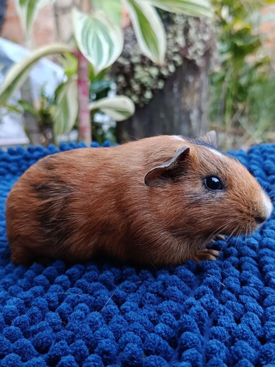 Filhote Porquinhos da Índia - Foto 4