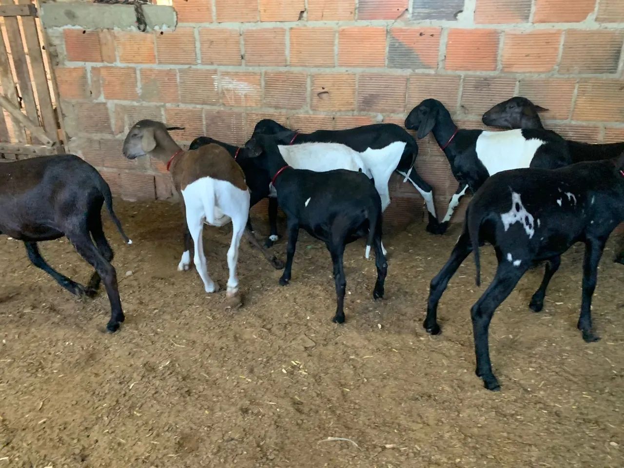 Borrega  - Foto 2