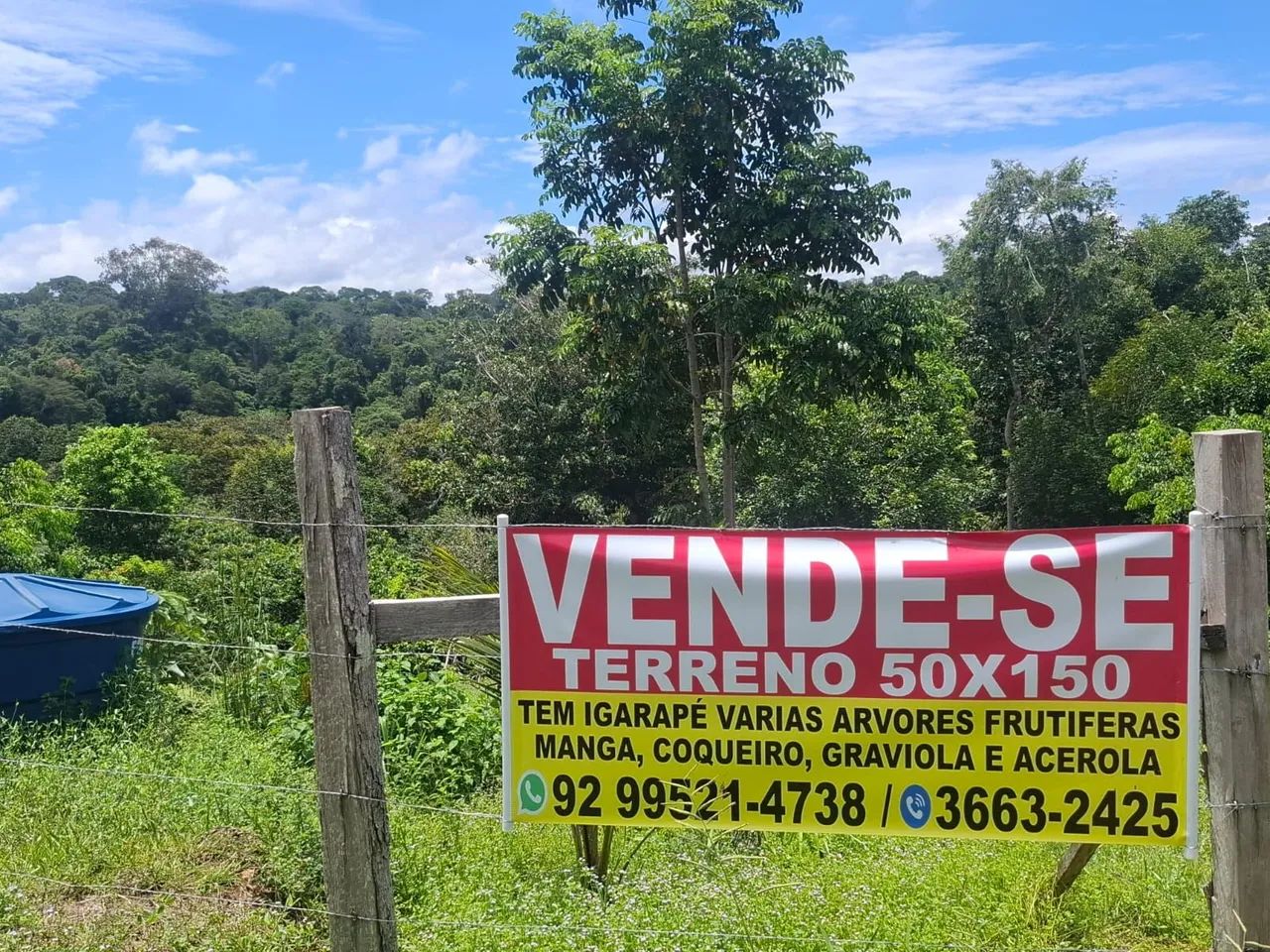 Foto - Cipó Guaçu - 
