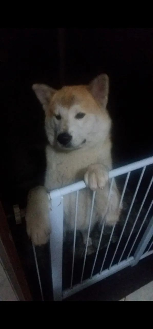 Cadela Akita - Foto 2