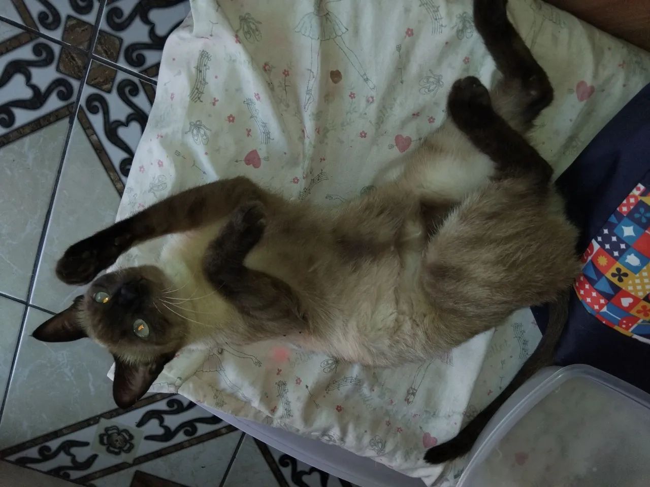 Doação responsável  - Foto 3