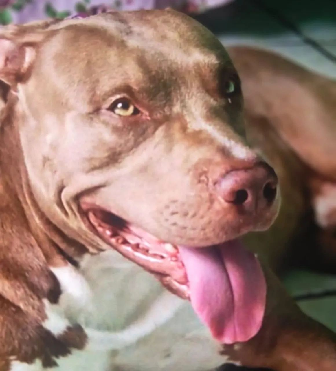 Vendo filhote de Pitbull  - Foto 4
