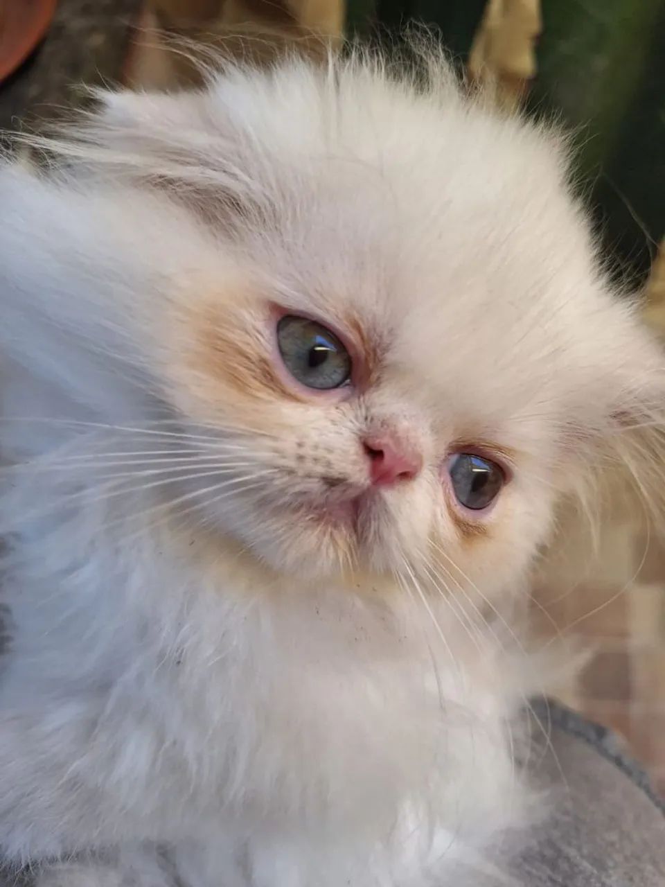 Filhotes de gato persa  - Foto 3