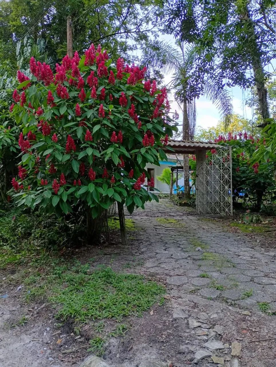 Ocasião 