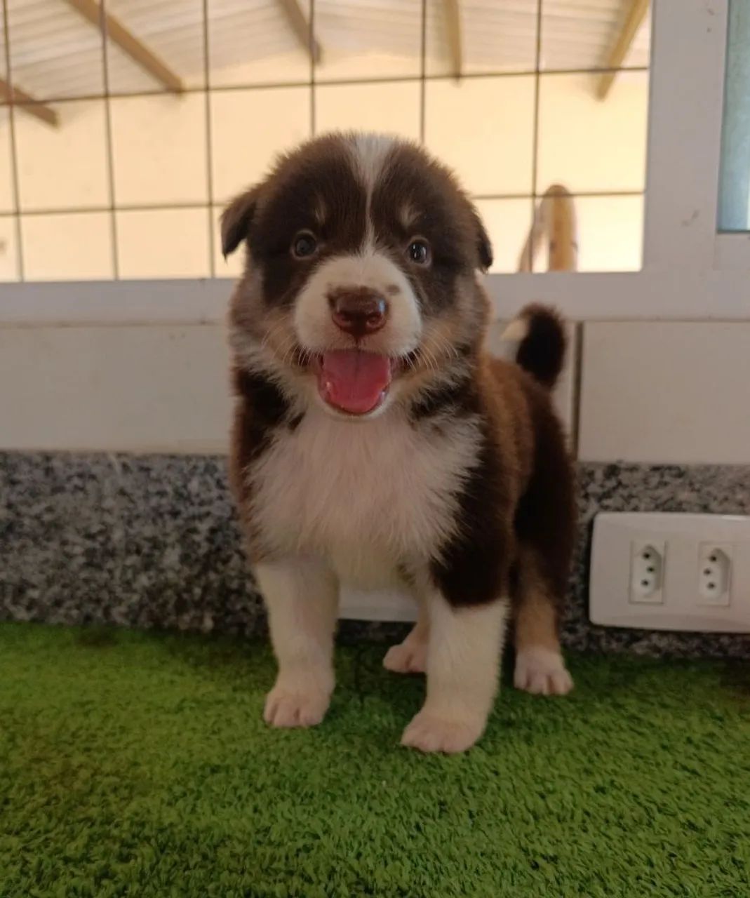 Lindos Border Collie  - Foto 4