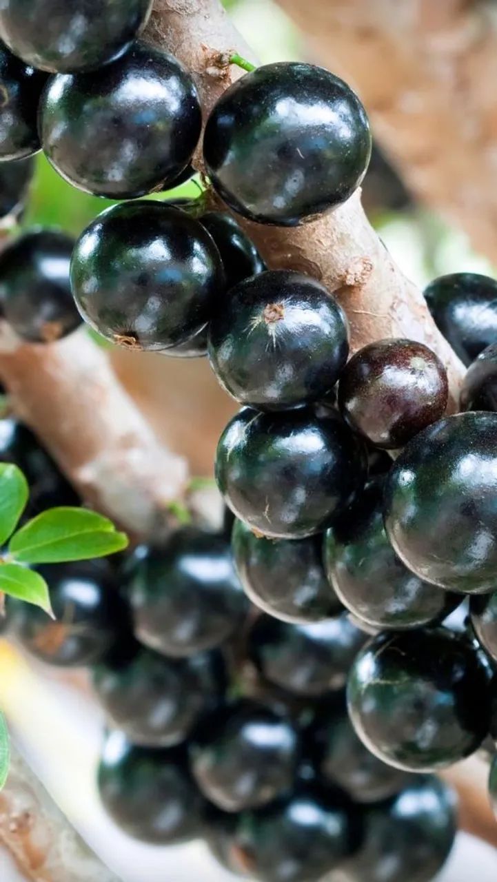 JABUTICABA HIBRIDA  - Foto 2