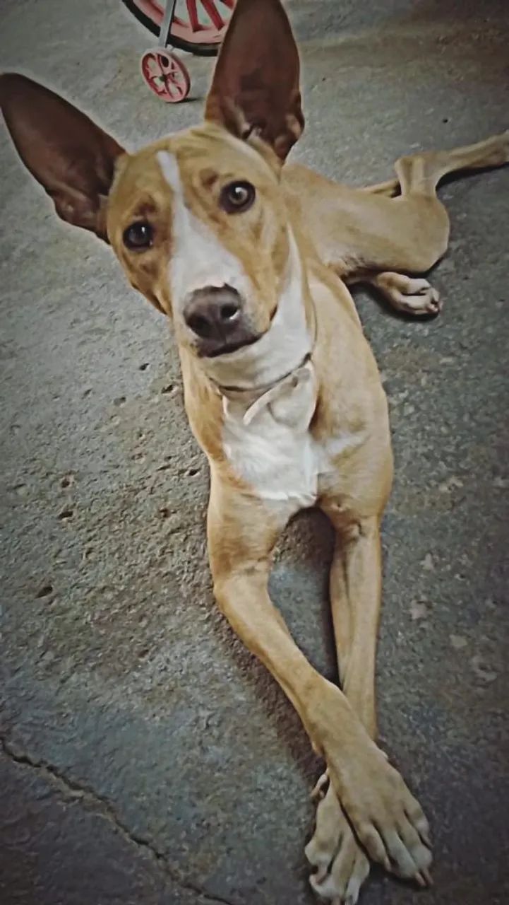 Doa se cachorra fêmea não é castrada