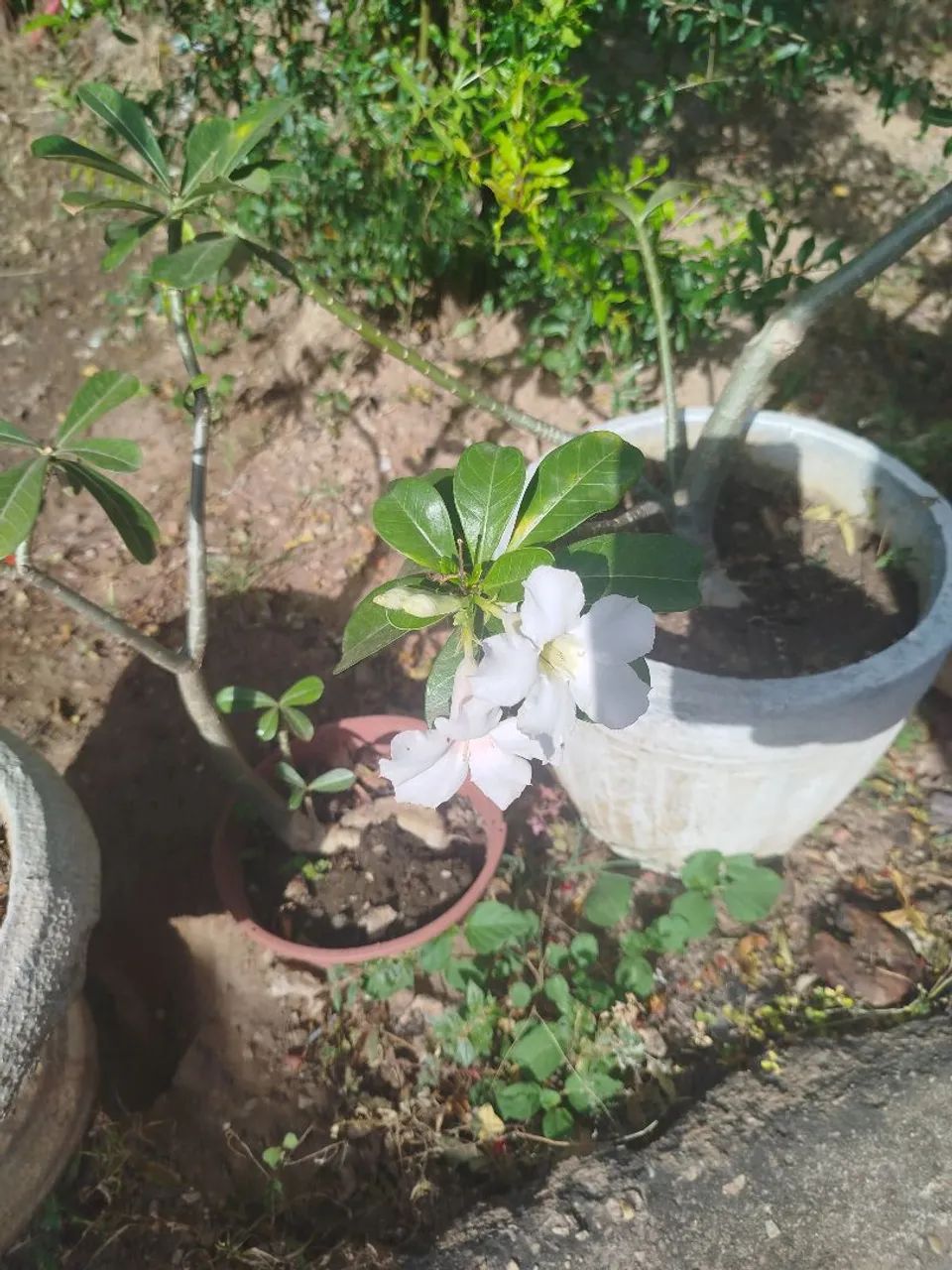 Rosa do deserto  - Foto 2