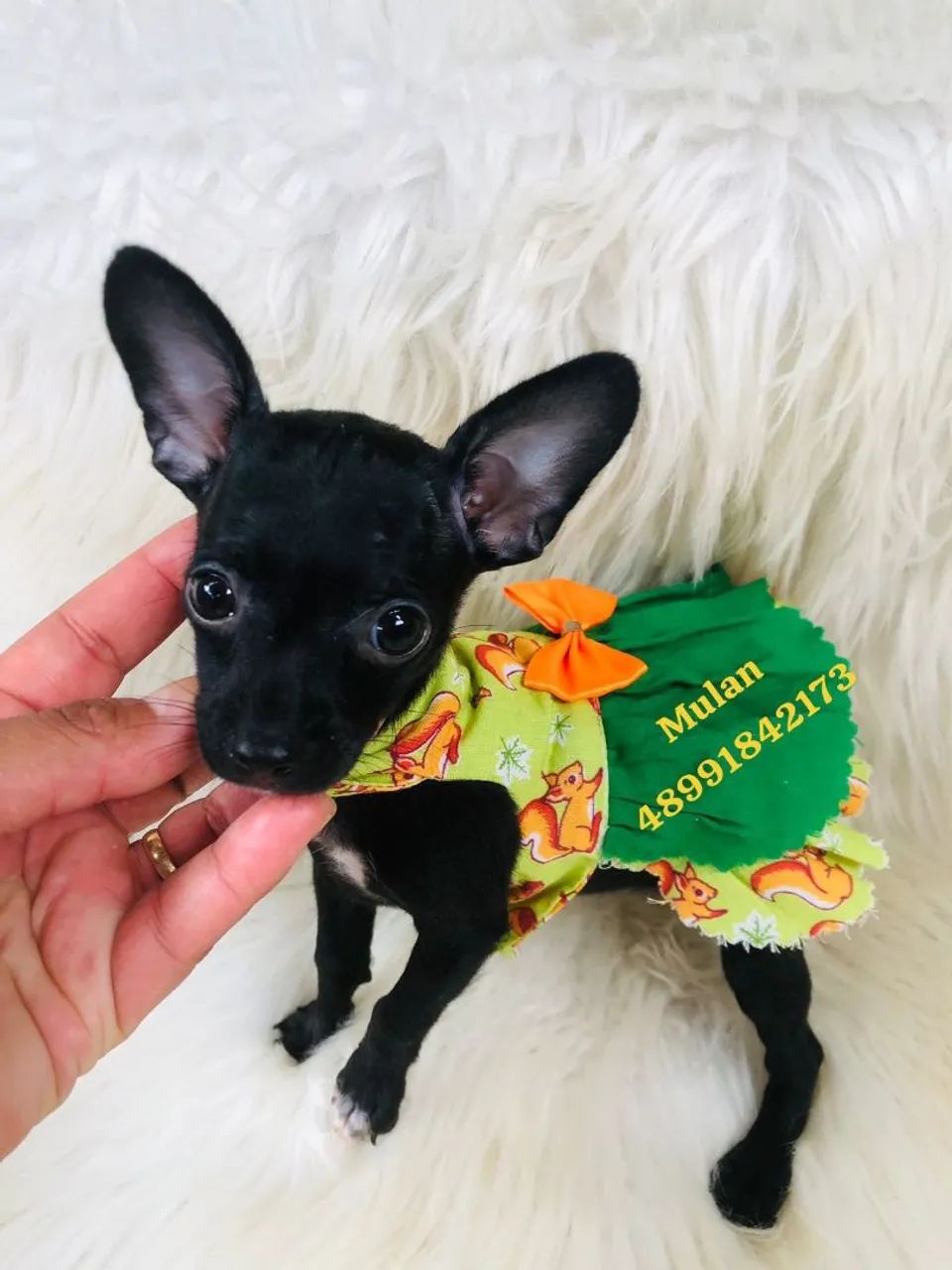 Linda pinscher fêmea pretinha