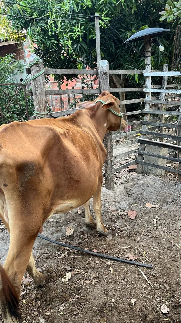 VACA PARIDA 