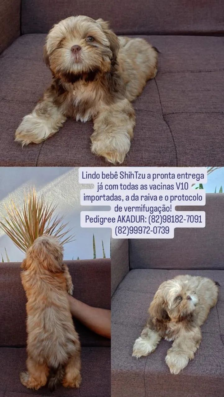 Filhotes ShihTzu  - Foto 2