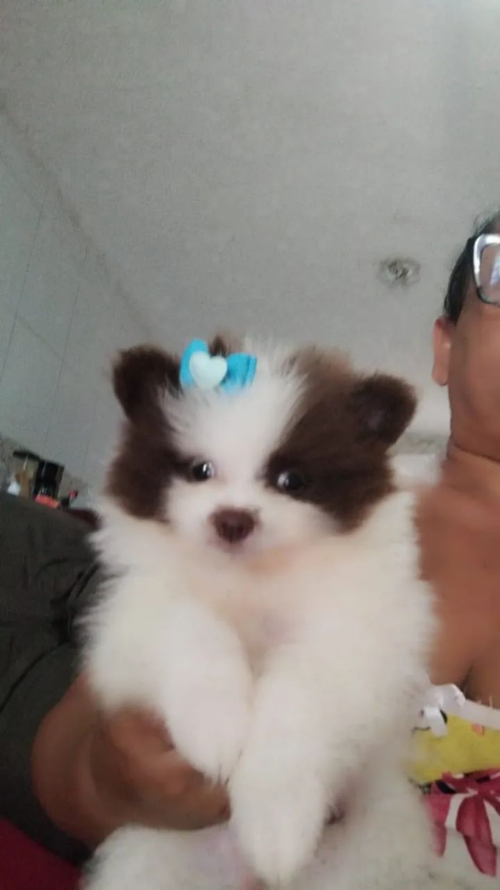 Cachorro spitz  - Foto 4