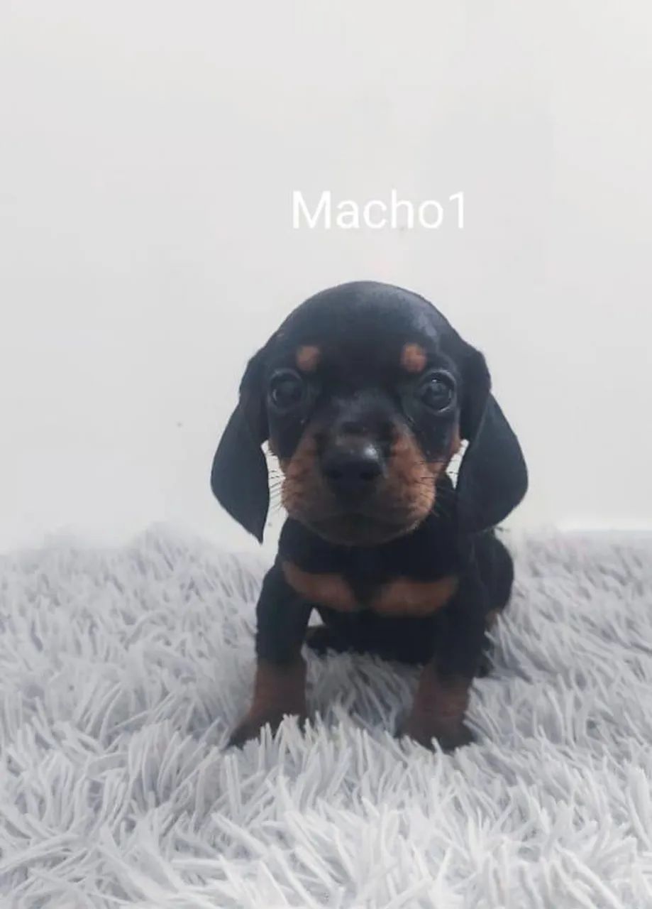 Teckel Kaninchen filhotes  - Foto 2