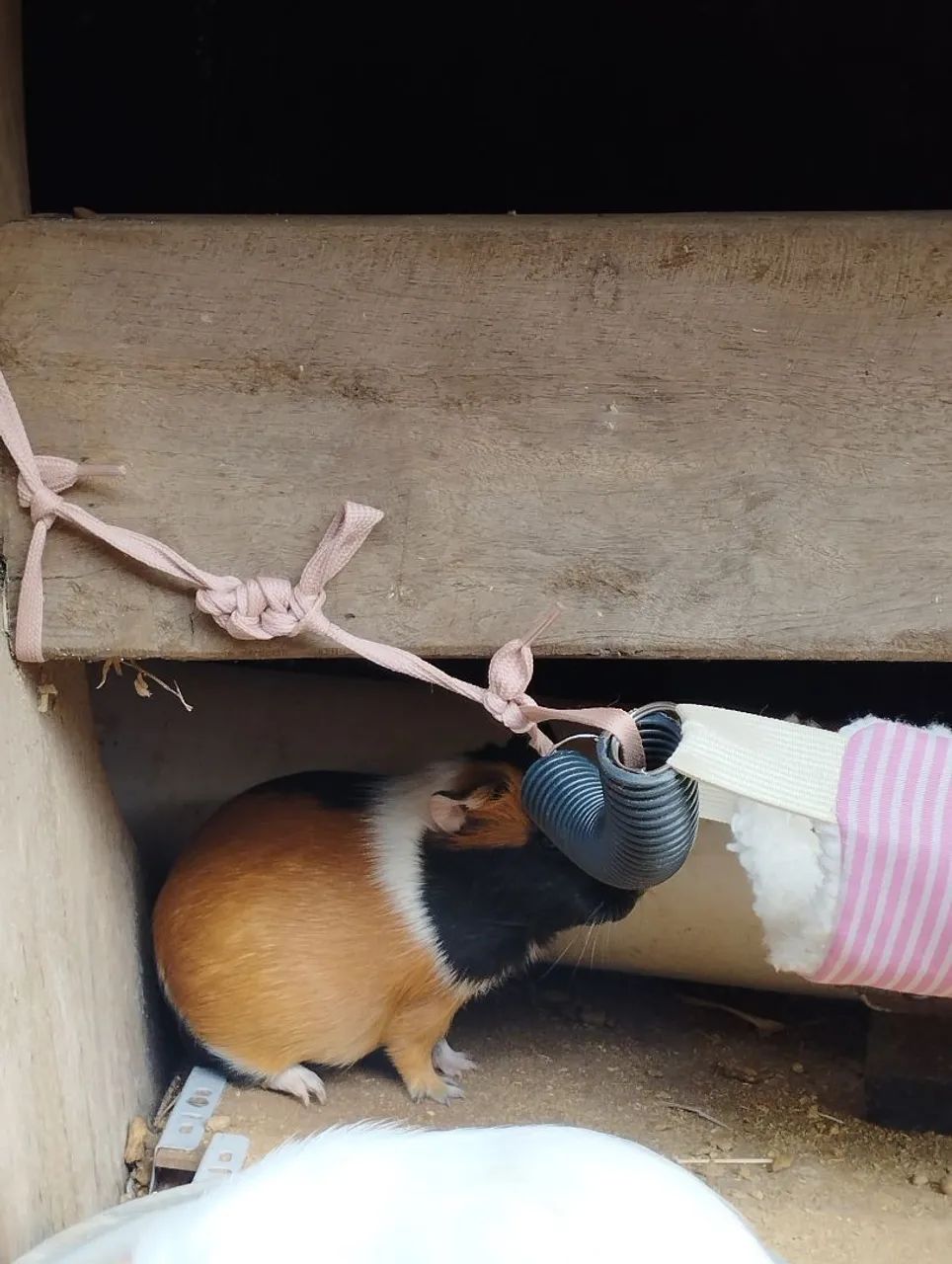 Porquinha da índia fêmea buchudinha  - Foto 2