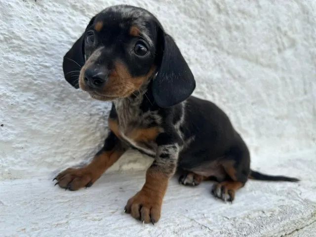 Dachshund chocolate