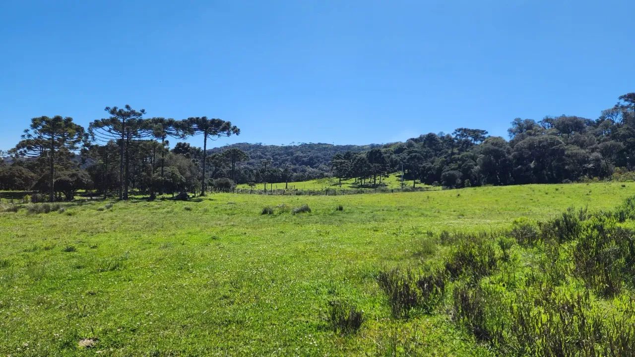 Terreno de altitude à venda em Urupema - Foto 5