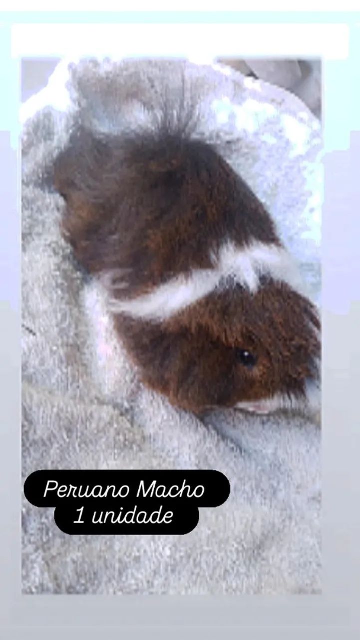 Porquinho da Índia Peruano Bicolor 