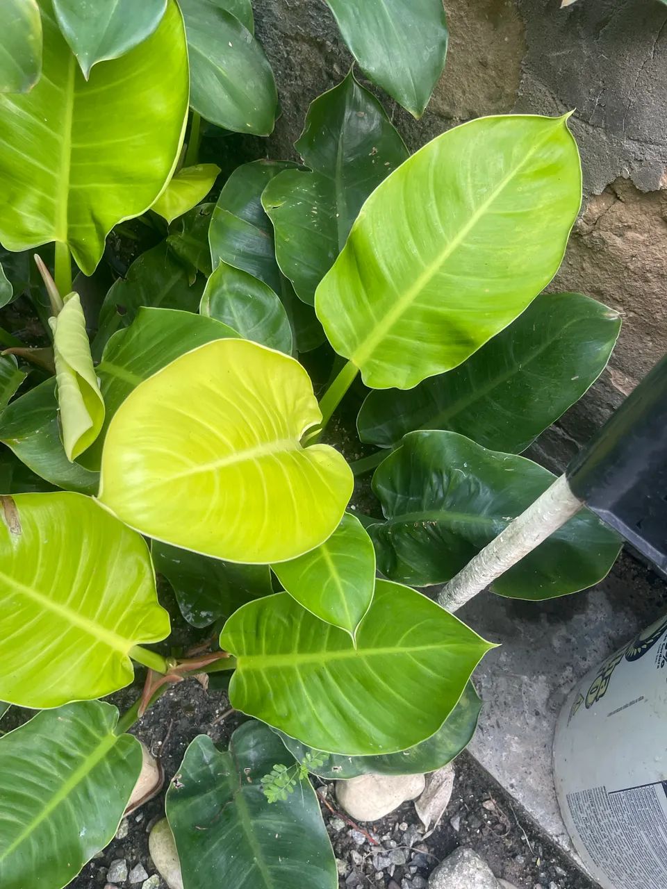 Plantinhas - Foto 4