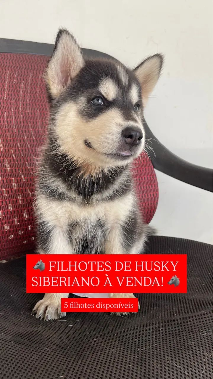 Filhote de Husky