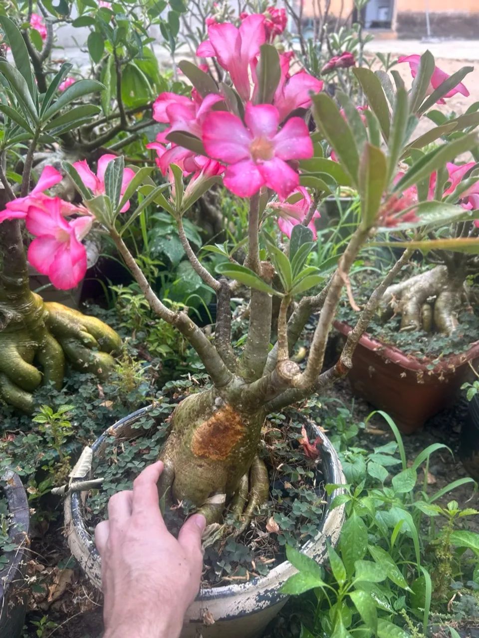 Rosa do deserto  - Foto 3