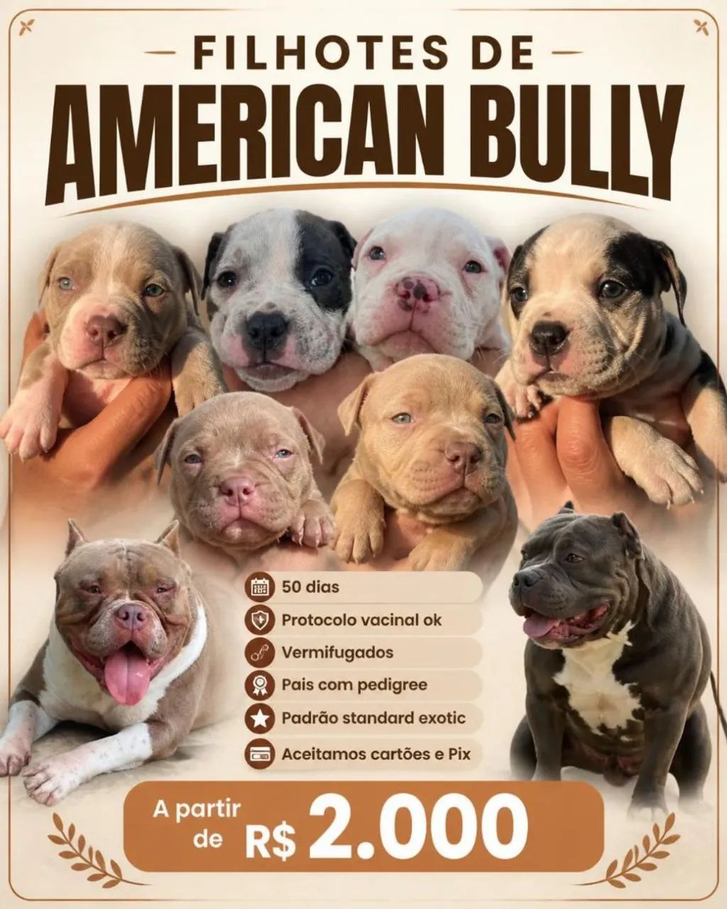 American Bully exotic