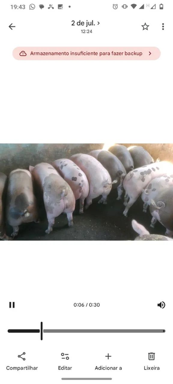  Suínos para abate - Foto 4