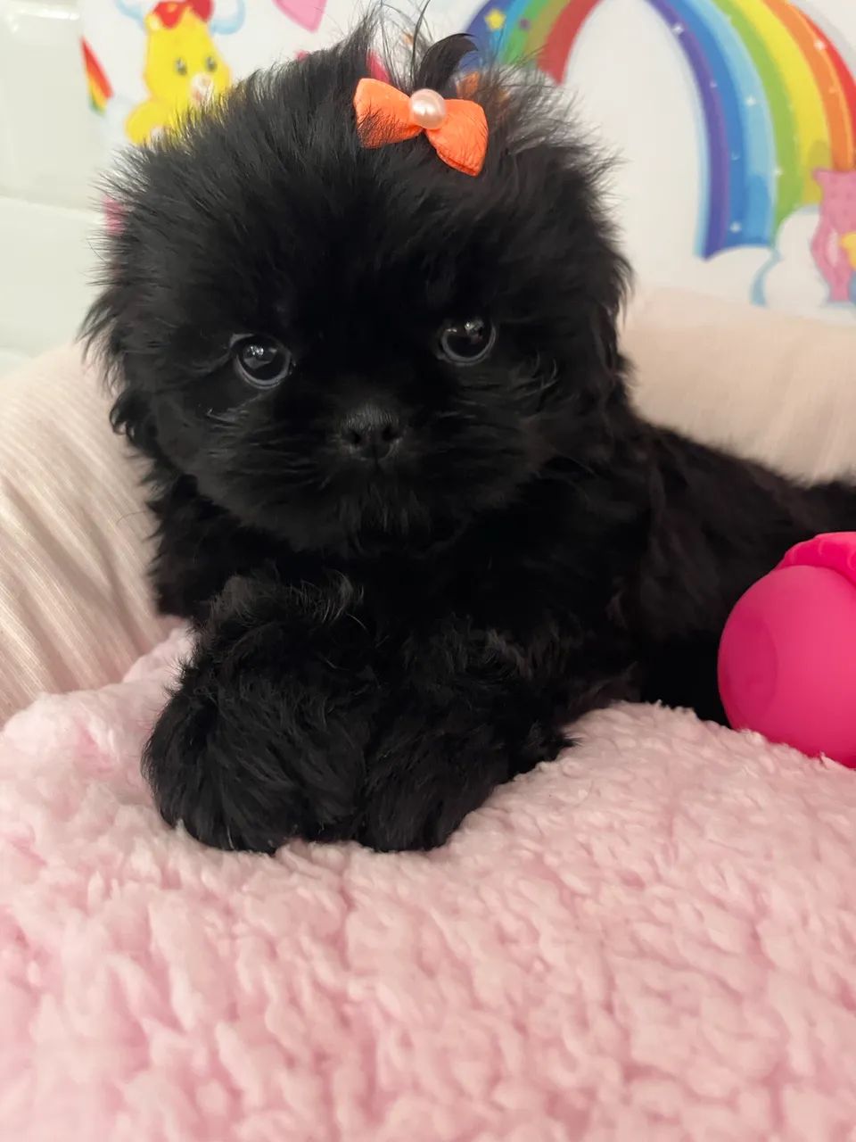 Shithzu com pedigree - Foto 5