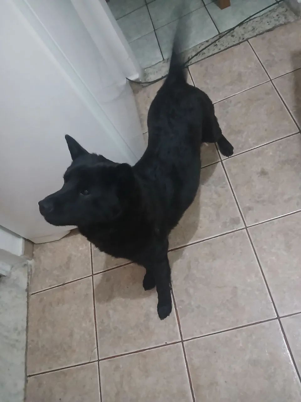 DOAÇÃO CACHORRO