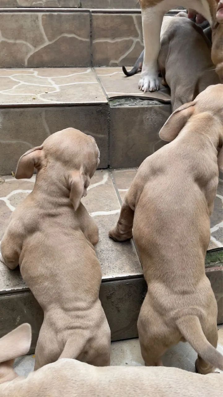 American Bully
