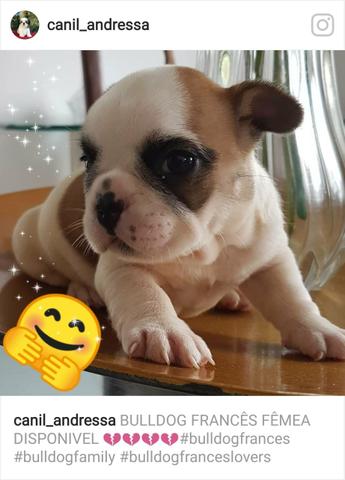 Bulldog francês fêmea