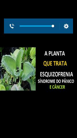 Plantas medicinas - Foto 3