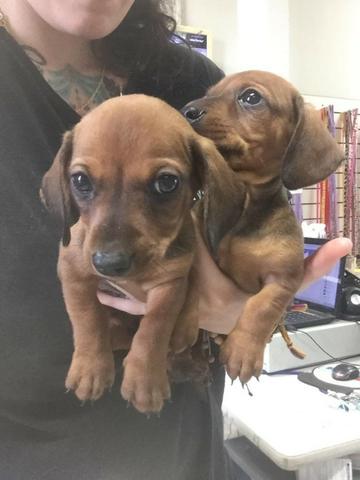 Lindos filhotes basset 6x