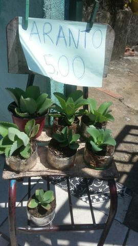 Plantas medicinas