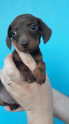 Mini linguicinha