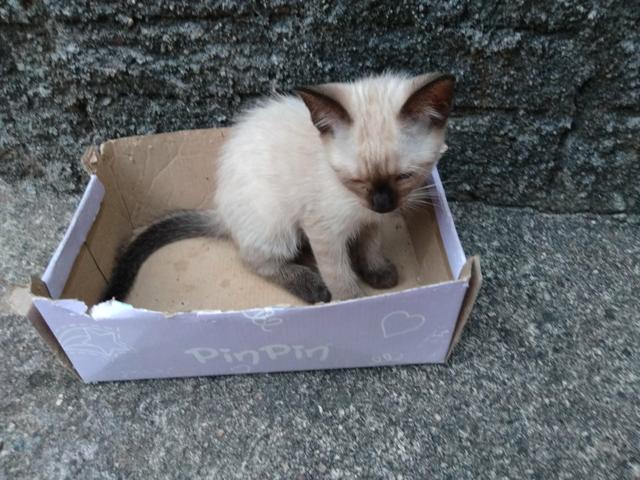 Doação de gatos