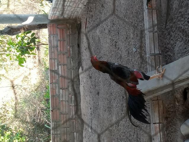 Pintos raça shamo - Foto 3