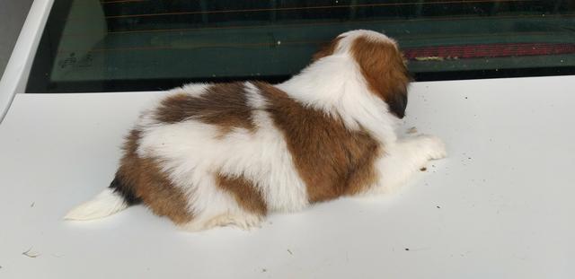 Filhote de Shih Tzu - Foto 2