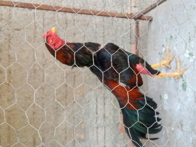 Vendo galo ra chamo - Foto 6