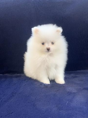 Spitz alemão os mais lindos luluzinhos Whats
