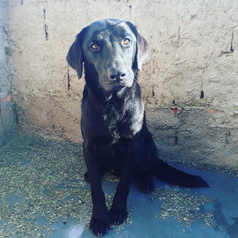 Procuro uma Namorada pra o Chop(Labrador)